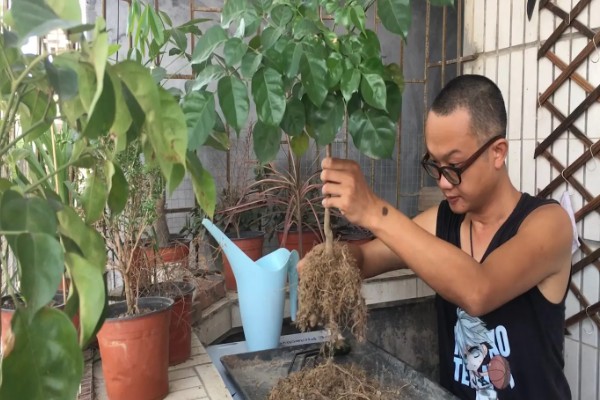 平安树叶子有锈斑的原因，可能是叶斑病引起的