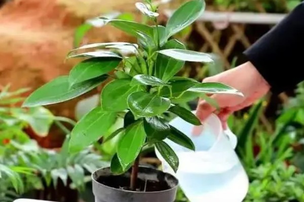 平安树叶子有锈斑的原因，可能是叶斑病引起的