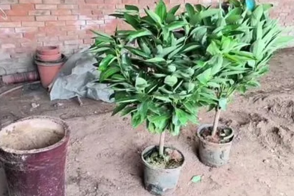平安树叶子有锈斑的原因，可能是叶斑病引起的