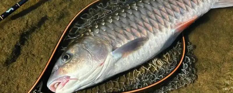 钓军鱼的最佳时间，推荐春季和秋季