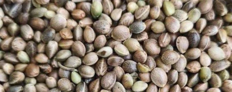 菠菜种子要泡多久才可以种，需要浸泡5-6个小时