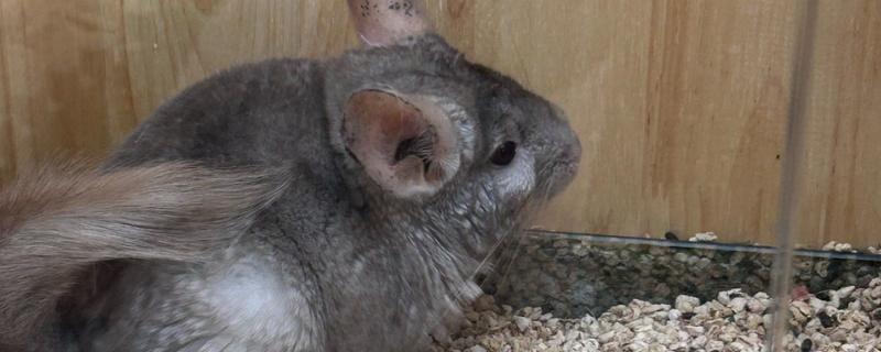 龙猫吃便便的原因，是动物的天性