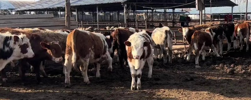牛快下牛犊的反应，乳房会开始膨胀、肿胀等