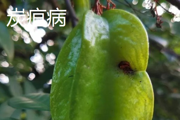 杨桃种植时有哪些病虫害，有炭蛆病、赤斑病等