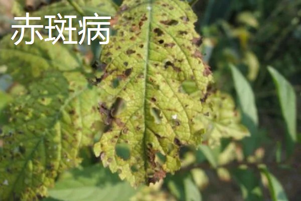 杨桃种植时有哪些病虫害，有炭蛆病、赤斑病等