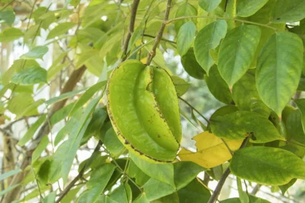 杨桃种植时有哪些病虫害，有炭蛆病、赤斑病等