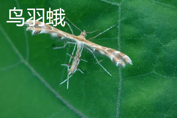 杨桃种植时有哪些病虫害，有炭蛆病、赤斑病等
