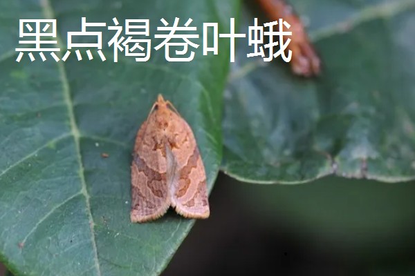 杨桃种植时有哪些病虫害，有炭蛆病、赤斑病等
