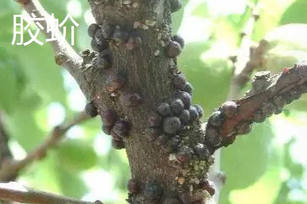 杨桃种植时有哪些病虫害，有炭蛆病、赤斑病等