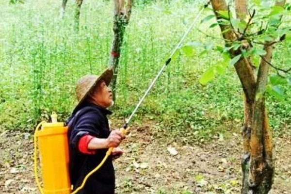 杨桃种植时有哪些病虫害，有炭蛆病、赤斑病等