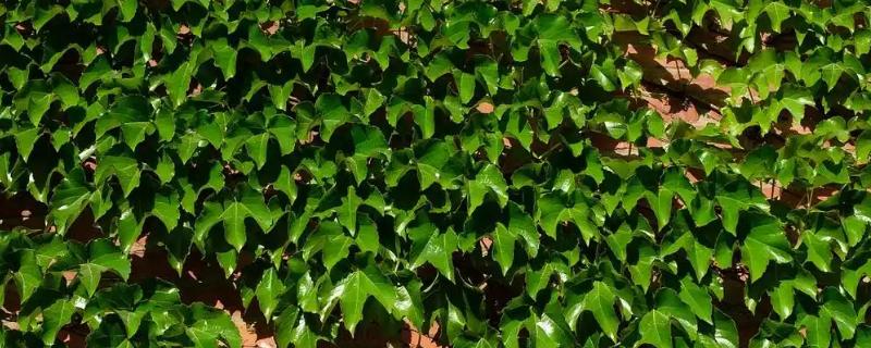 怎么种植爬山虎，播种后覆盖薄膜