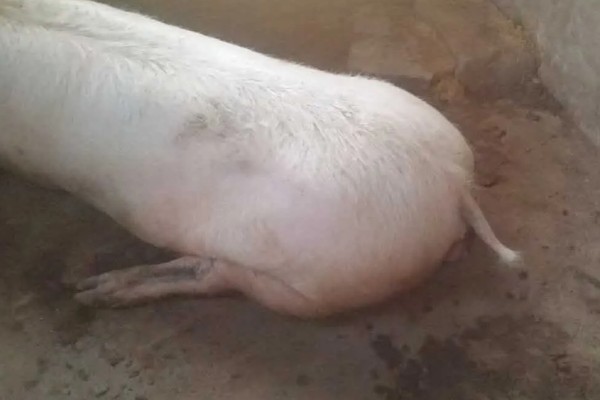 母猪后腿无力站不起来用哪种药，根据病因用药