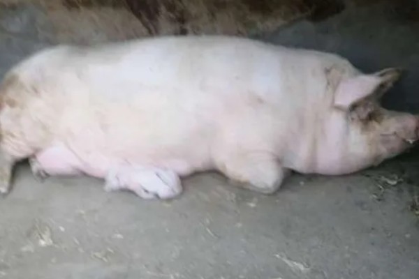 母猪后腿无力站不起来用哪种药，根据病因用药