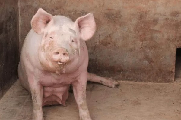 母猪后腿无力站不起来用哪种药，根据病因用药