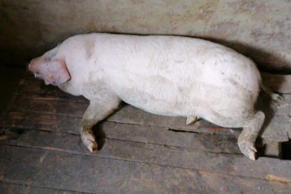 母猪后腿无力站不起来用哪种药，根据病因用药