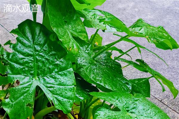 滴水观音和千手观音有什么区别,前者叶片呈椭圆形、后者叶片呈掌状
