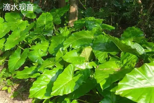 滴水观音和千手观音有什么区别,前者叶片呈椭圆形、后者叶片呈掌状