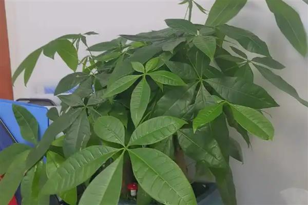 发财树施什么肥，最好还是选择氮肥为好