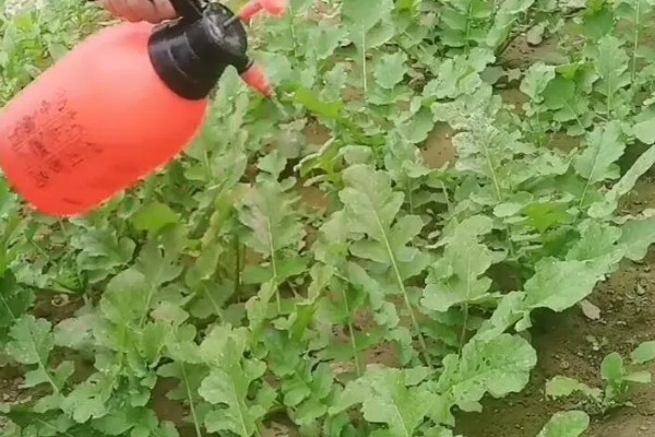 白萝卜对生长环境有什么要求,土壤一定要是肥沃的