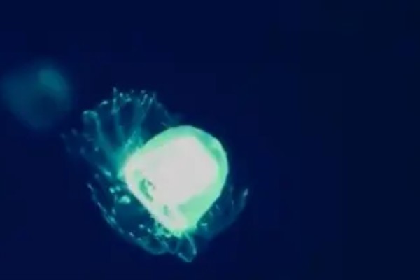 灯塔水母的寿命,其寿命可以是无限的