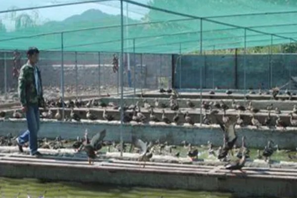 绿头野鸭如何养殖，天网与围网用尼龙网或绳网均可