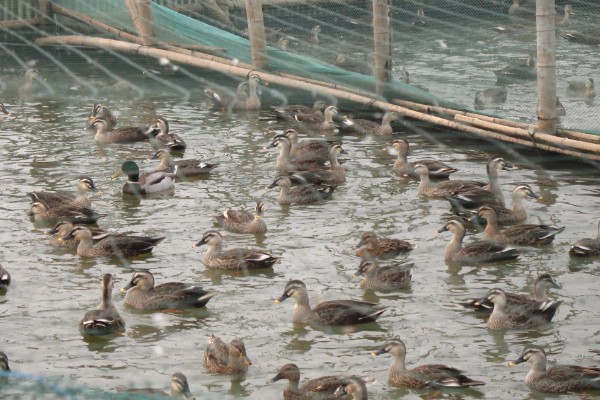 绿头野鸭如何养殖，天网与围网用尼龙网或绳网均可