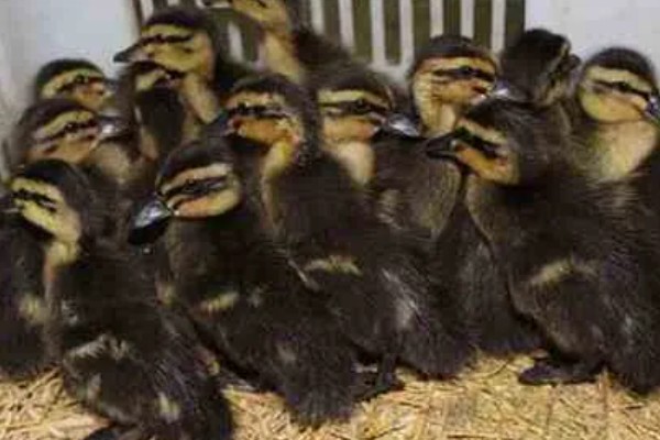 绿头野鸭如何养殖，天网与围网用尼龙网或绳网均可