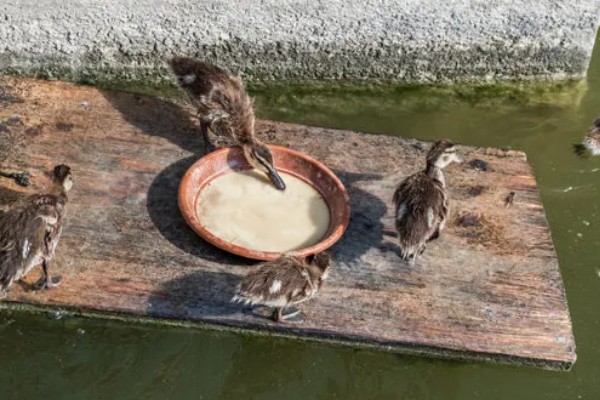 绿头野鸭如何养殖，天网与围网用尼龙网或绳网均可