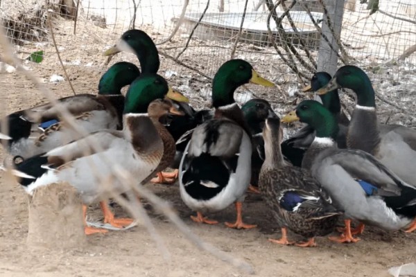 绿头野鸭如何养殖，天网与围网用尼龙网或绳网均可