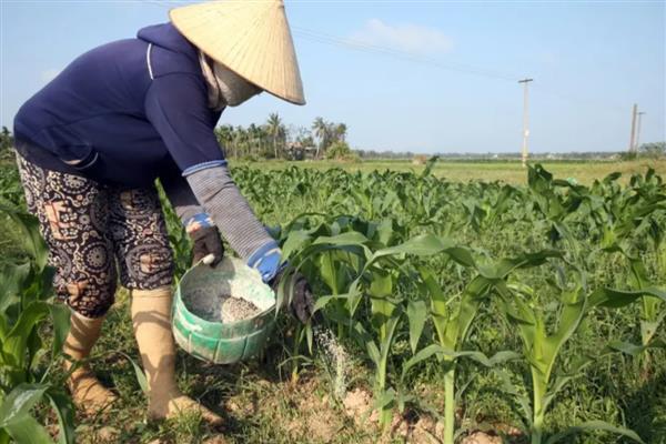 玉米追肥用什么肥好,多用尿素或复合肥