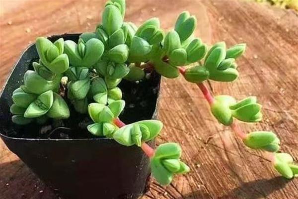 能开花的多肉植物，有碧玉莲、白凤菊等