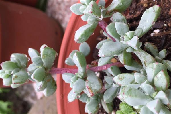 能开花的多肉植物，有碧玉莲、白凤菊等