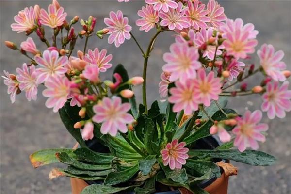 能开花的多肉植物，有碧玉莲、白凤菊等