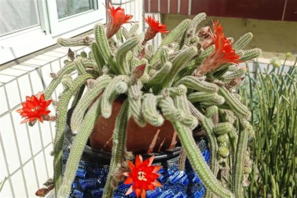 能开花的多肉植物，有碧玉莲、白凤菊等