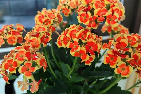 能开花的多肉植物，有碧玉莲、白凤菊等