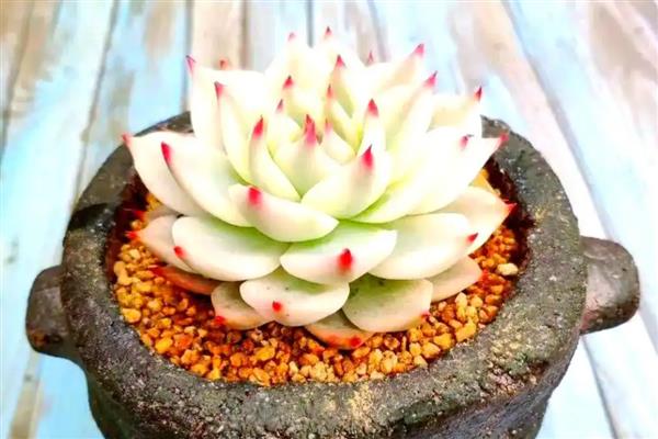 能开花的多肉植物，有碧玉莲、白凤菊等