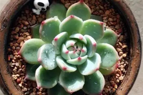 能开花的多肉植物，有碧玉莲、白凤菊等