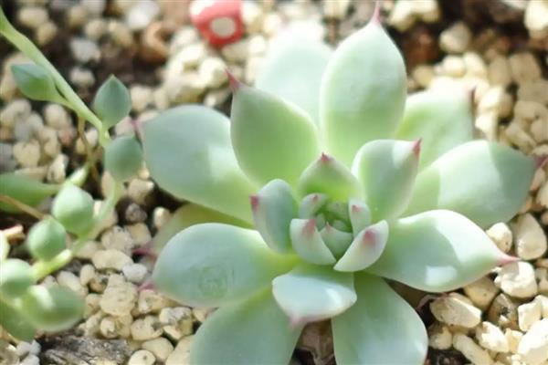 能开花的多肉植物，有碧玉莲、白凤菊等