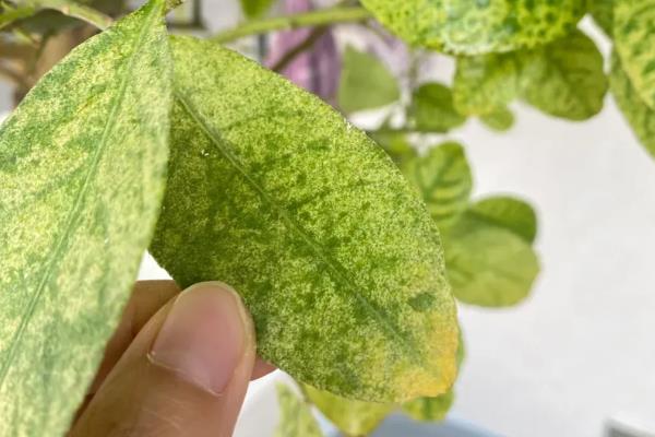 植物叶子发黄干枯的原因,可能是水肥施加不当所致