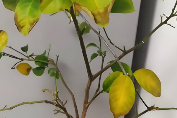 植物叶子发黄干枯的原因,可能是水肥施加不当所致