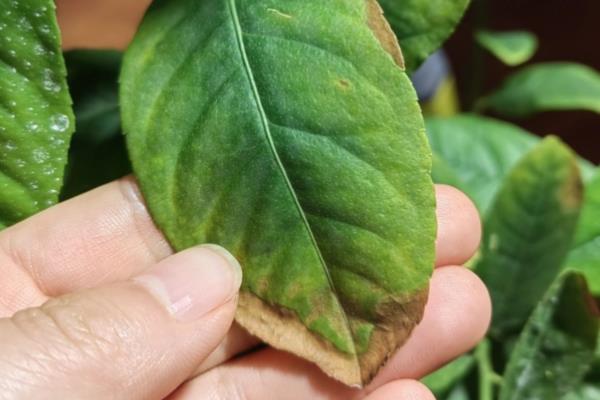 植物叶子发黄干枯的原因,可能是水肥施加不当所致