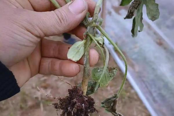 植物叶子发黄干枯的原因,可能是水肥施加不当所致