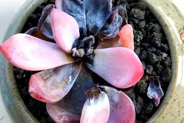 植物叶子发黄干枯的原因,可能是水肥施加不当所致