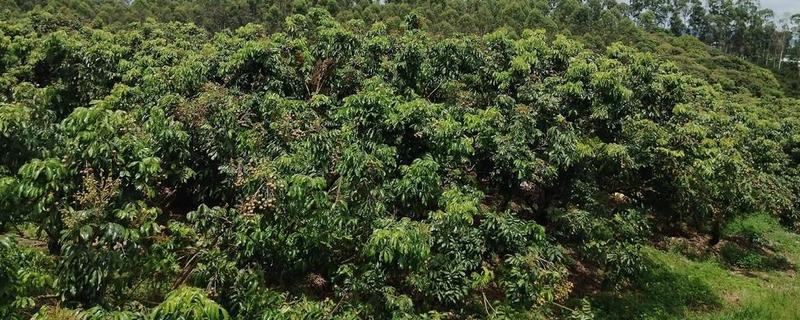 龙眼的种植技术，选择适合当地种植的品种