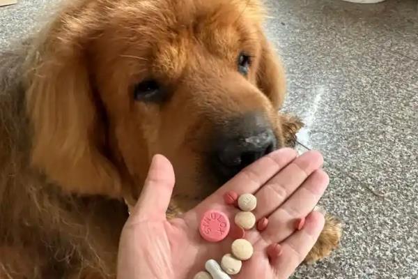 狗狗糖尿病怎么防治,平时多喂纤维含量高的食物