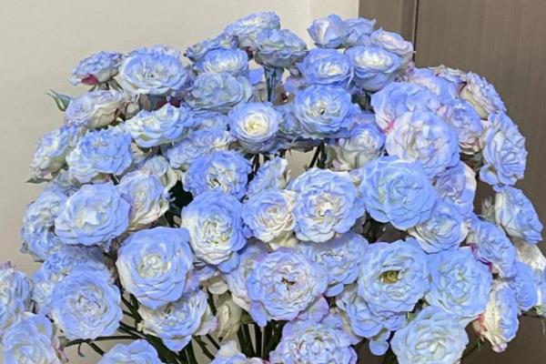 粉玫瑰有什么花语，代表初恋、铭记在心等含义