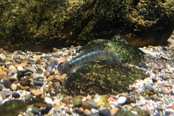 紫身枝牙虾虎鱼好不好养,具有一定难度且寿命较短