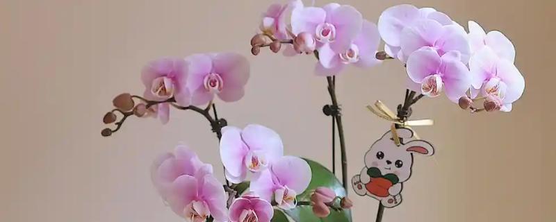 蝴蝶兰的播种方法，浸种消毒后再播入疏松肥沃的基质中