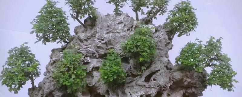 立秋后能不能移栽黄荆，一年四季都可以移栽