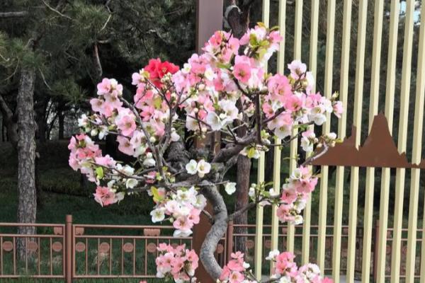 海棠树上有一片嫩叶卷起来的原因,可能是浇水过多所致